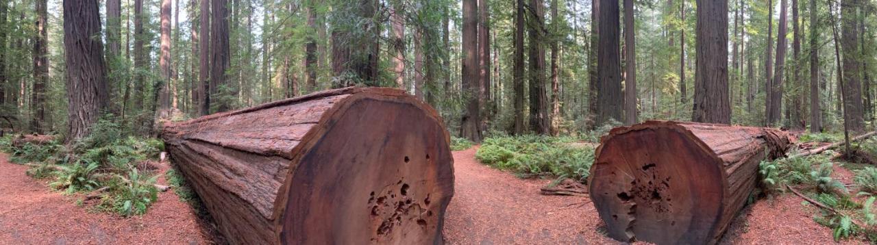 Hotel Glamping In The Redwoods With A Hot Tub! à Garberville Extérieur photo
