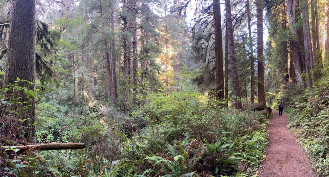 Hotel Glamping In The Redwoods With A Hot Tub! à Garberville Extérieur photo
